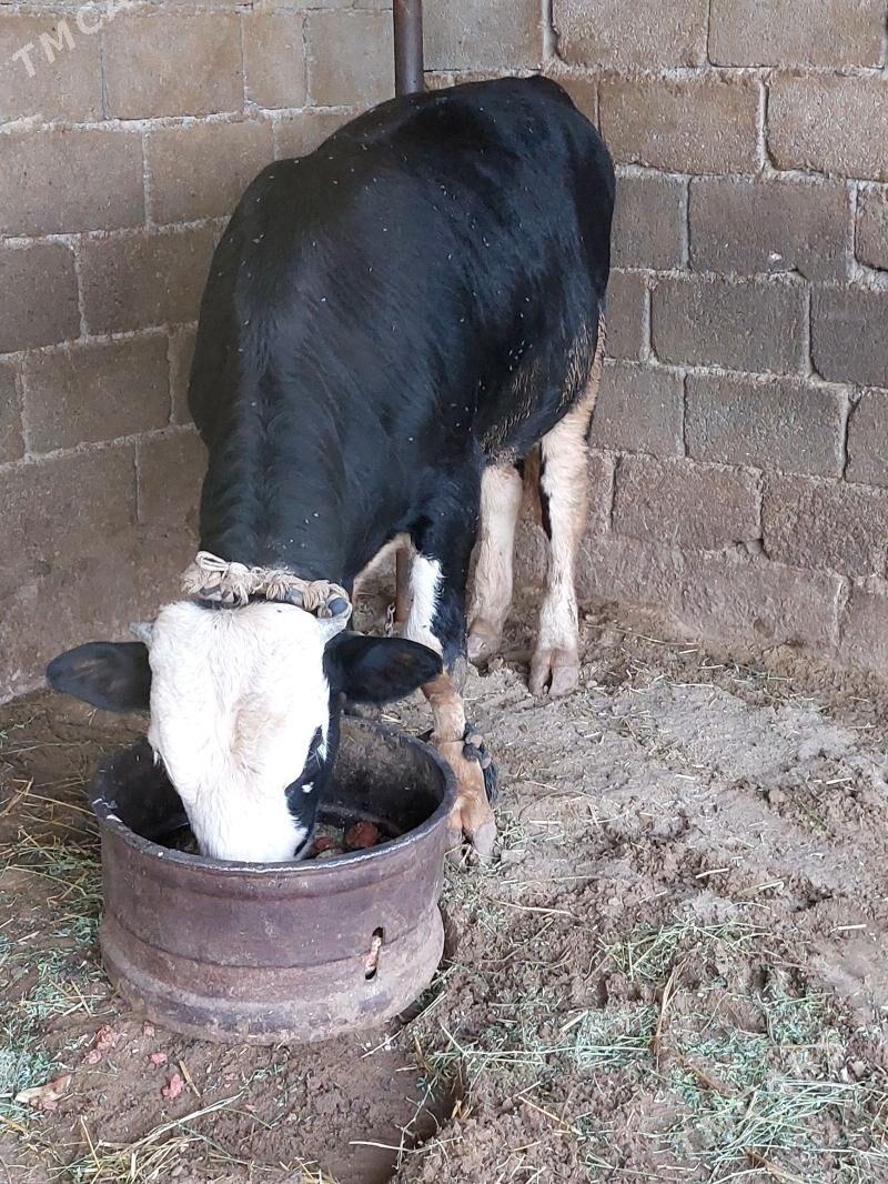 Ökuz - Gökdepe - img 4