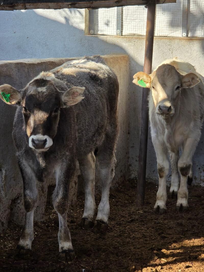 Şiwet Tuweler - Köşi - img 7