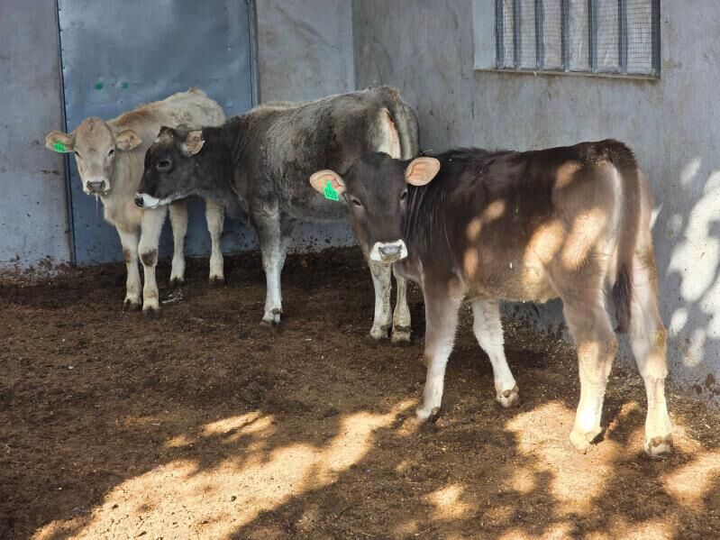 Şiwet Tuweler - Köşi - img 5