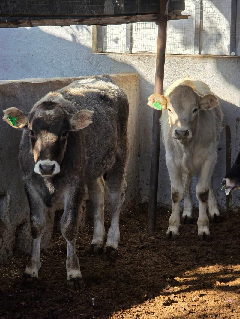 Şiwet Tuweler - Köşi - img 6