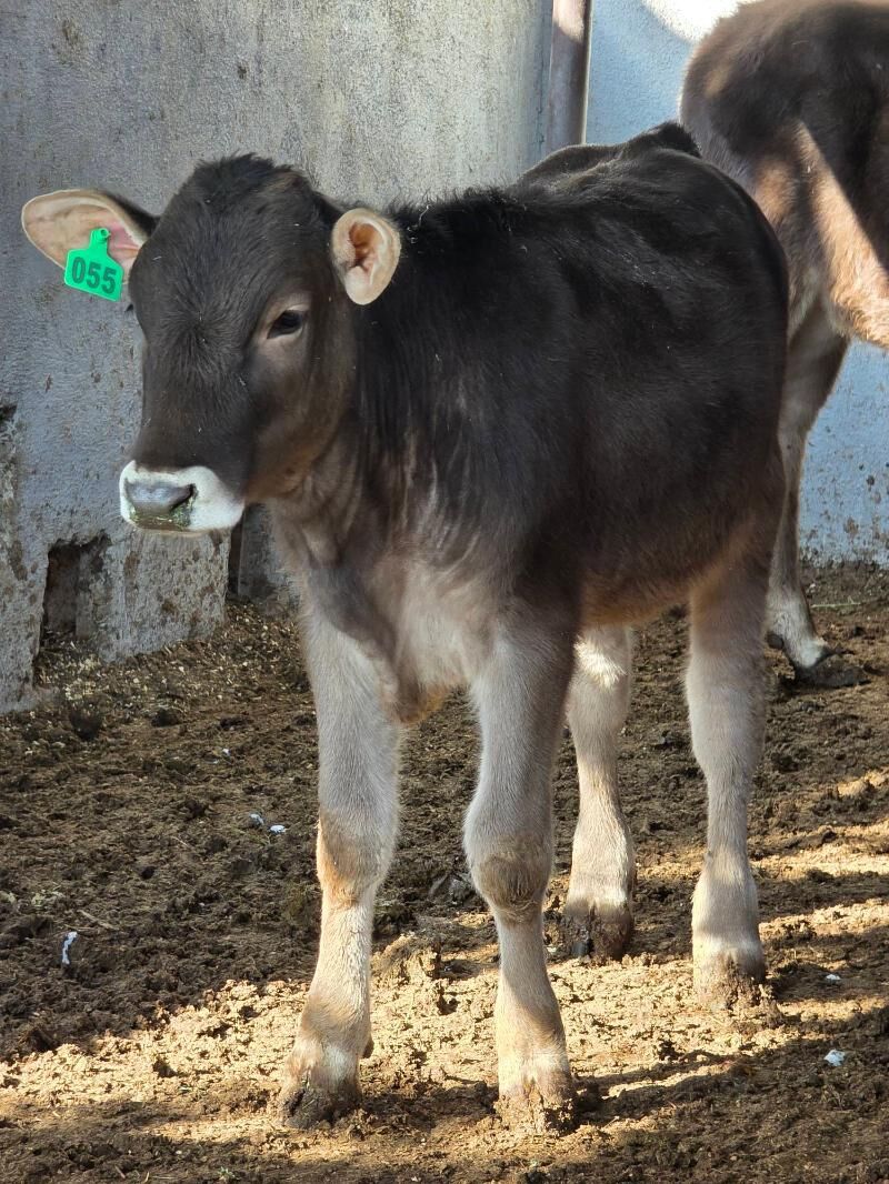 Şiwet Tuweler - Köşi - img 3