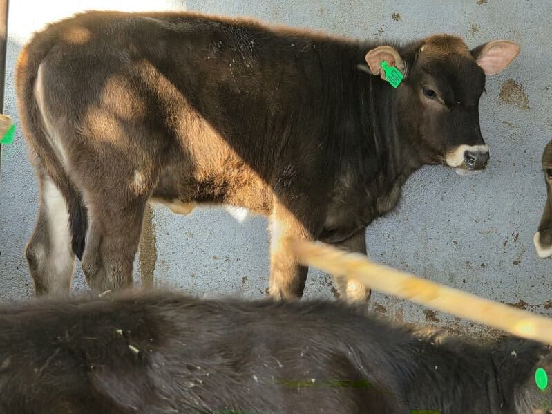 Şiwet Tuweler - Köşi - img 4