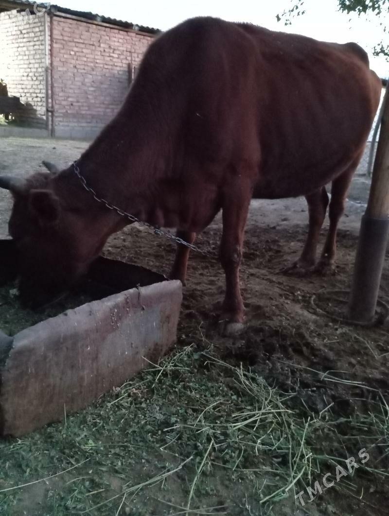 Goleli sygyr - Бахарден - img 2