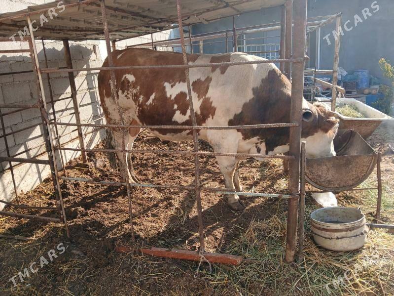 okuz - Büzmeýin - img 2