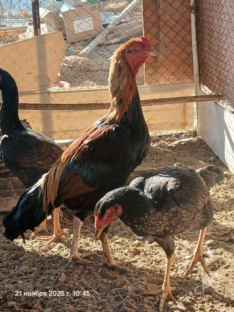 baysowy horaz - Seýdi - img 2