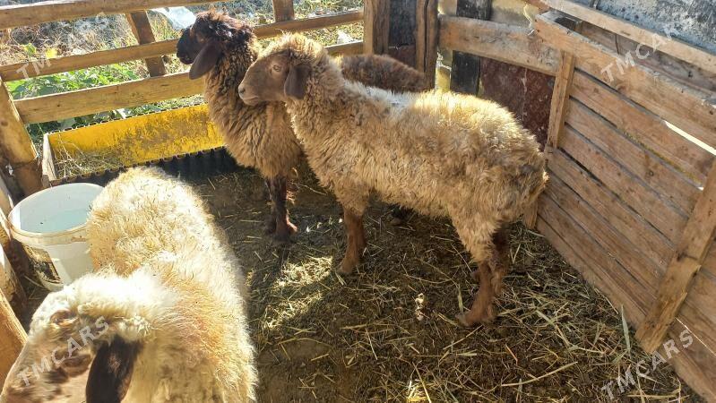 Tokli.berre - Ашхабад - img 2