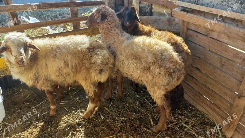 Tokli.berre - Ашхабад - img 1