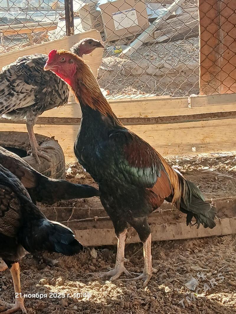 baysowy horaz - Seýdi - img 3