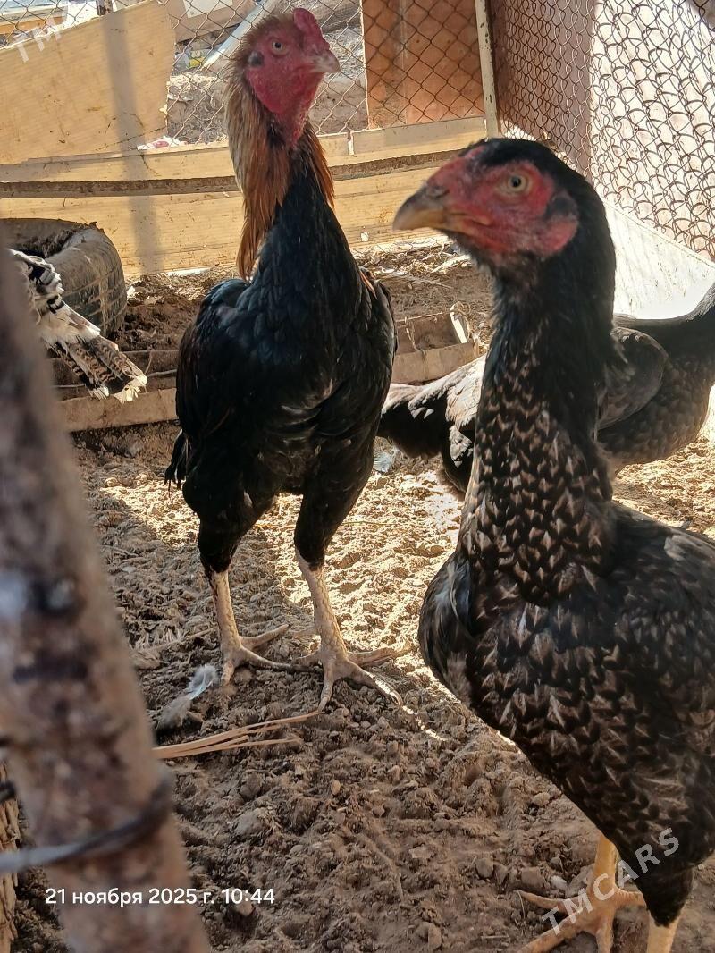 baysowy horaz - Seýdi - img 4