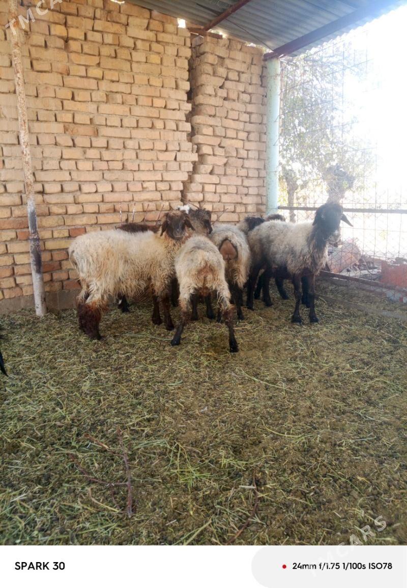 goyun - Kaka - img 3