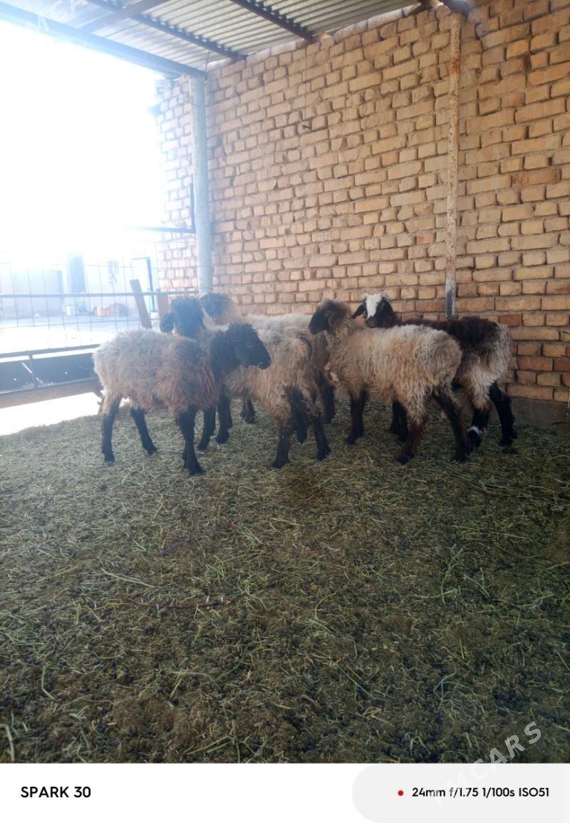 goyun - Kaka - img 2