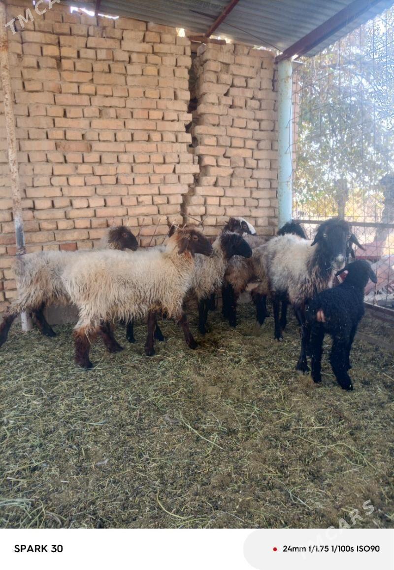 goyun - Kaka - img 1