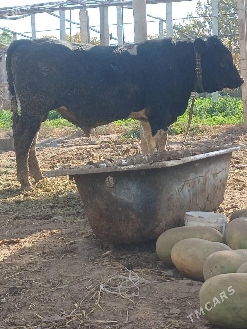 galistein okuz - Aşgabat - img 1