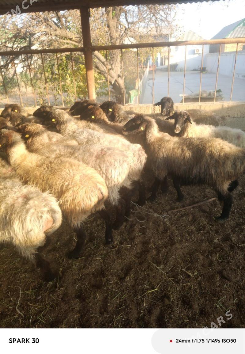 goyun - Kaka - img 6