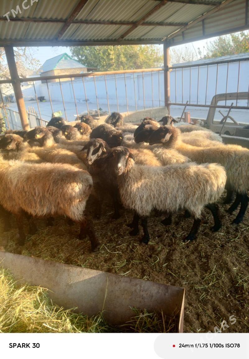 goyun - Kaka - img 4