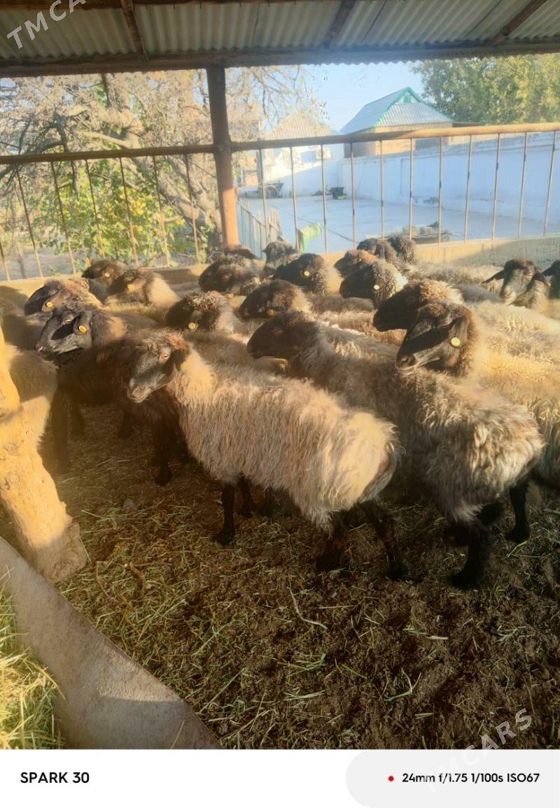 goyun - Kaka - img 5