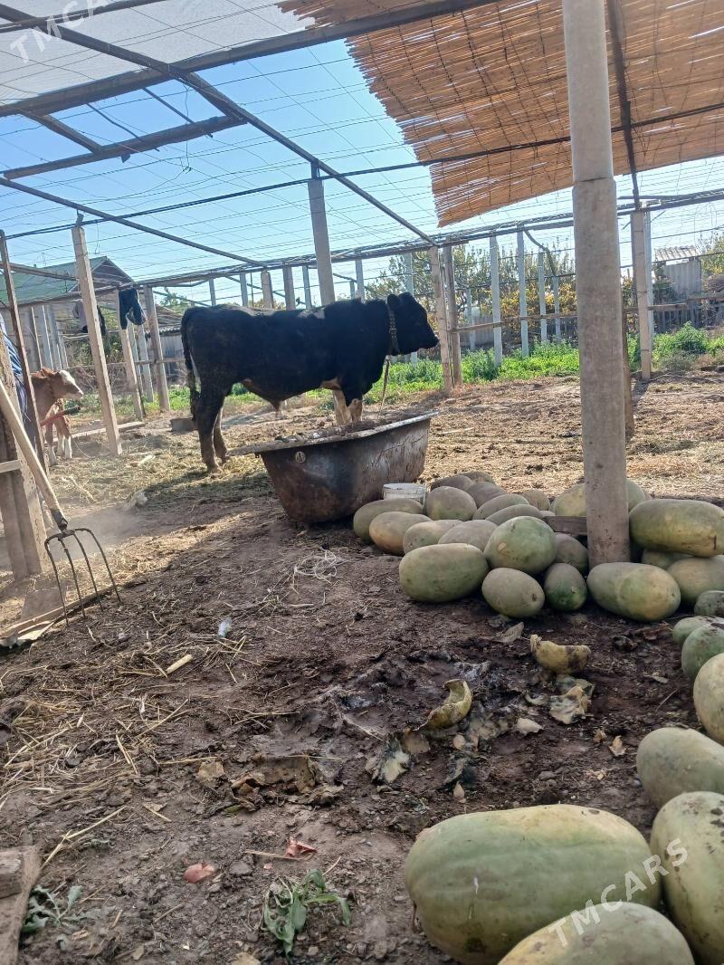 galistein okuz - Aşgabat - img 2