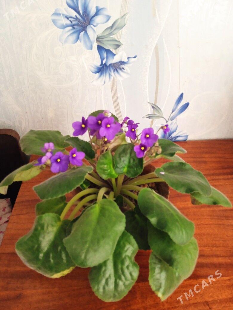 Фиалка королевская крупная - Мары - img 1