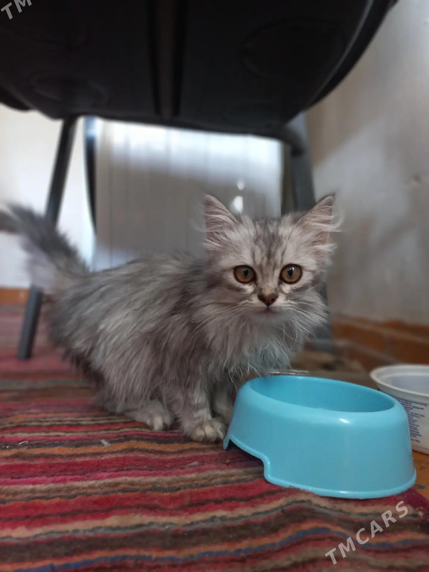 перс - Туркменабат - img 1