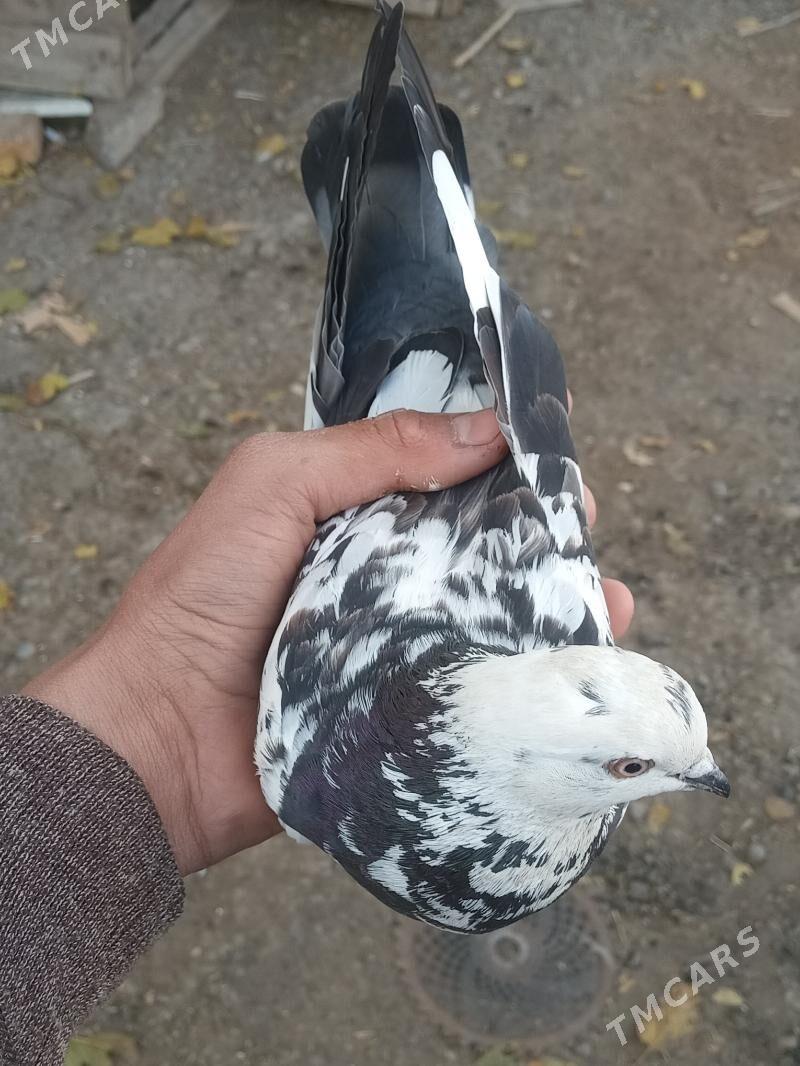 kepder - Türkmenabat - img 2