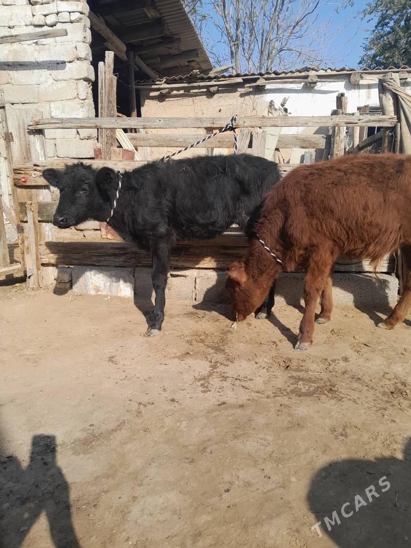 Tüwe - Кëши - img 3