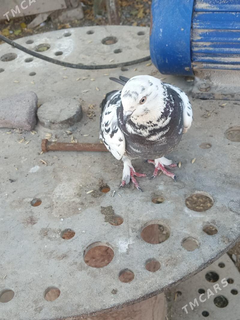 kepder - Türkmenabat - img 3