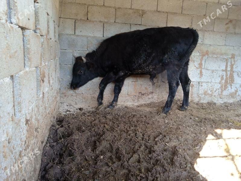 öküz - Aşgabat - img 3