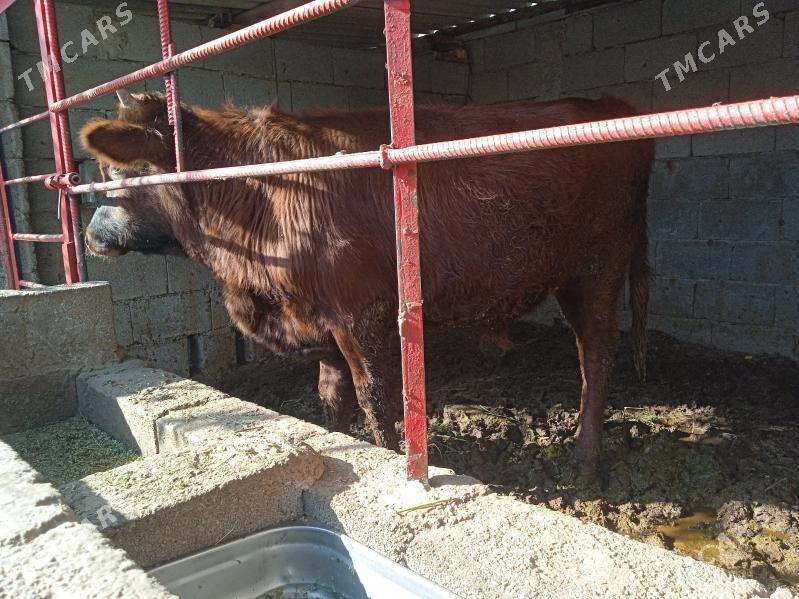 öküz - Aşgabat - img 4