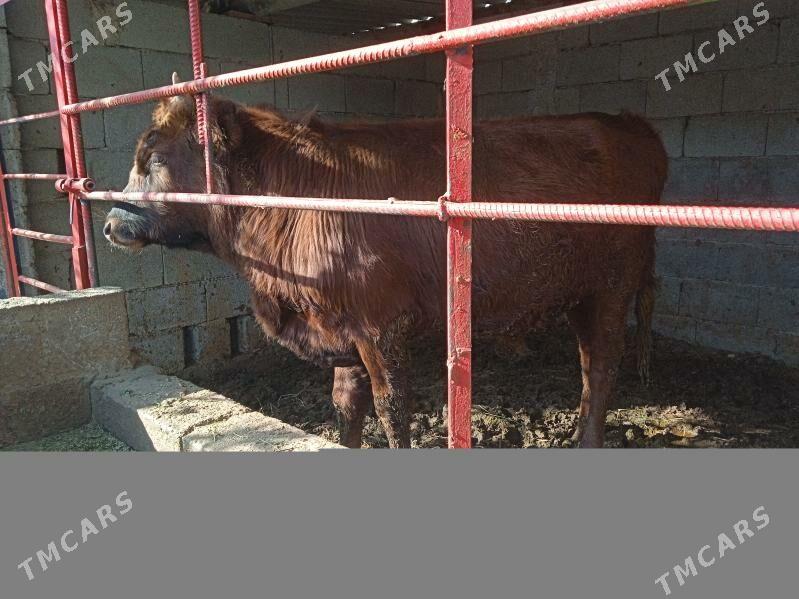 öküz - Aşgabat - img 2