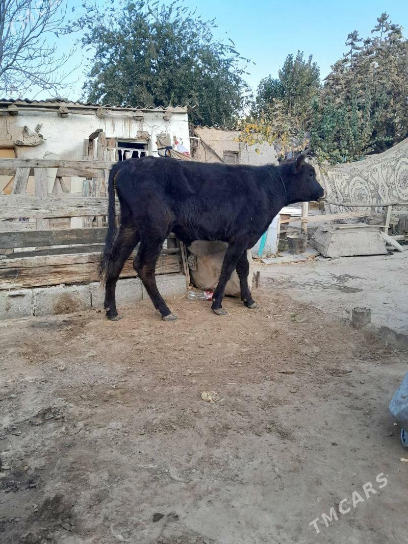 0kuz - Кëши - img 2