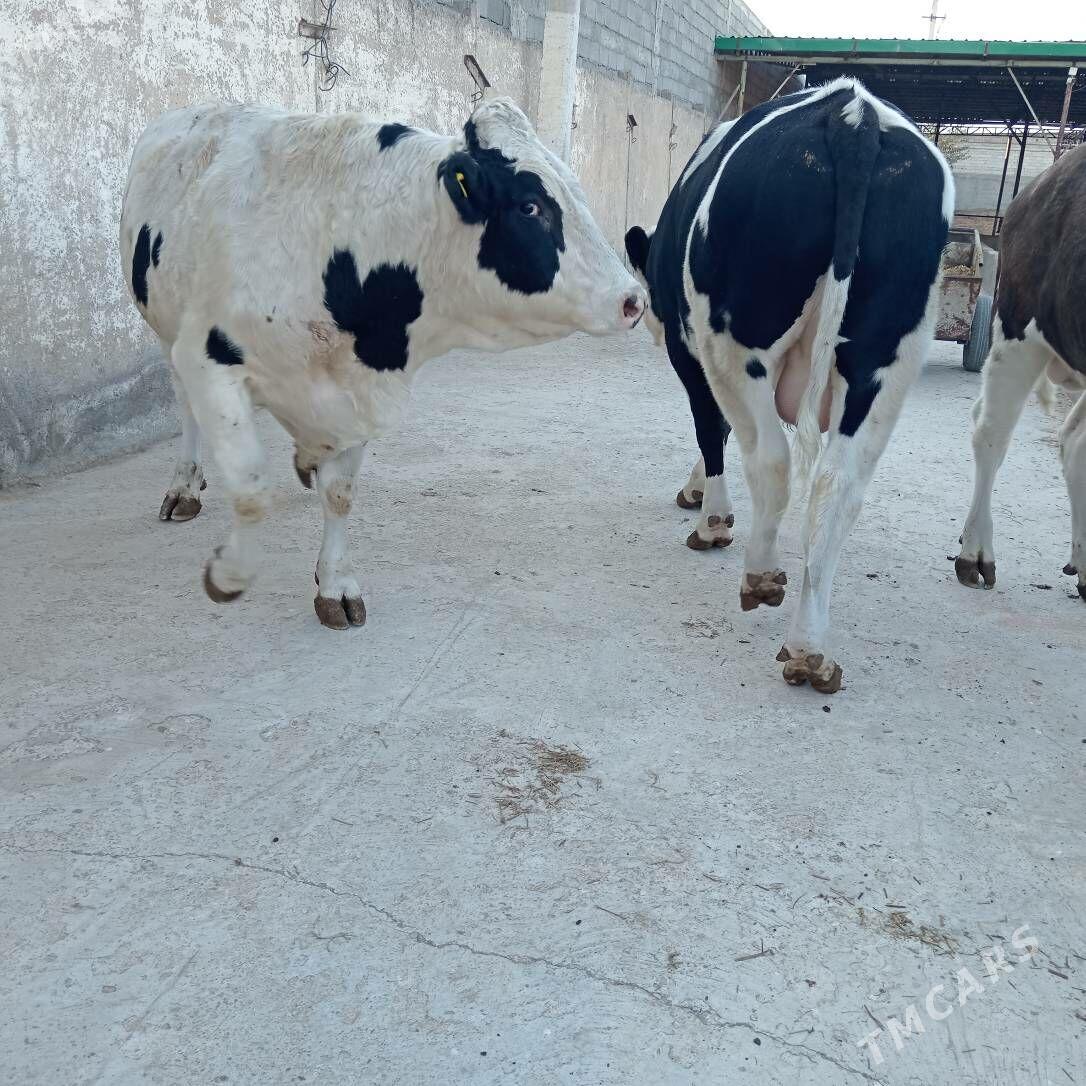 öküz - Ашхабад - img 4