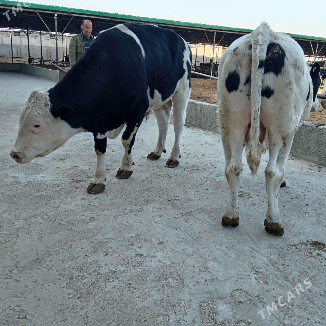 öküz - Ашхабад - img 3