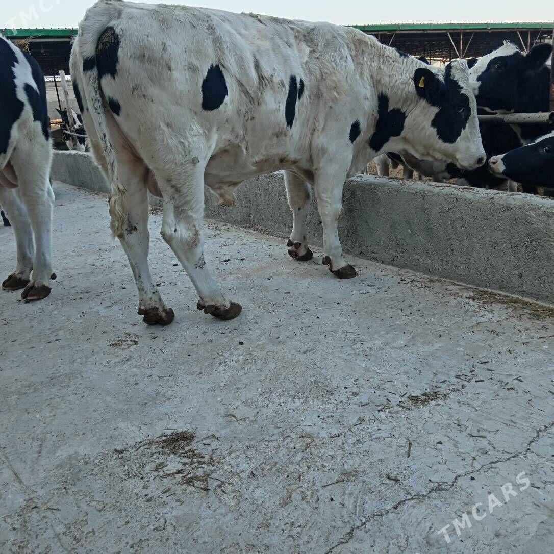 öküz - Ашхабад - img 2