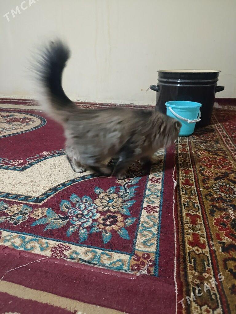 кошка - Hitrowka - img 4