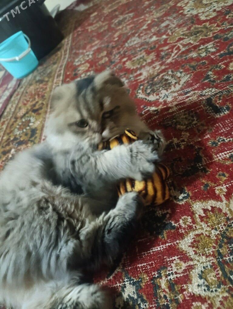 кошка - Hitrowka - img 2