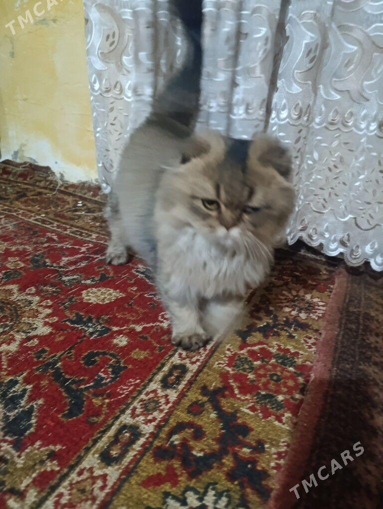 кошка - Hitrowka - img 3