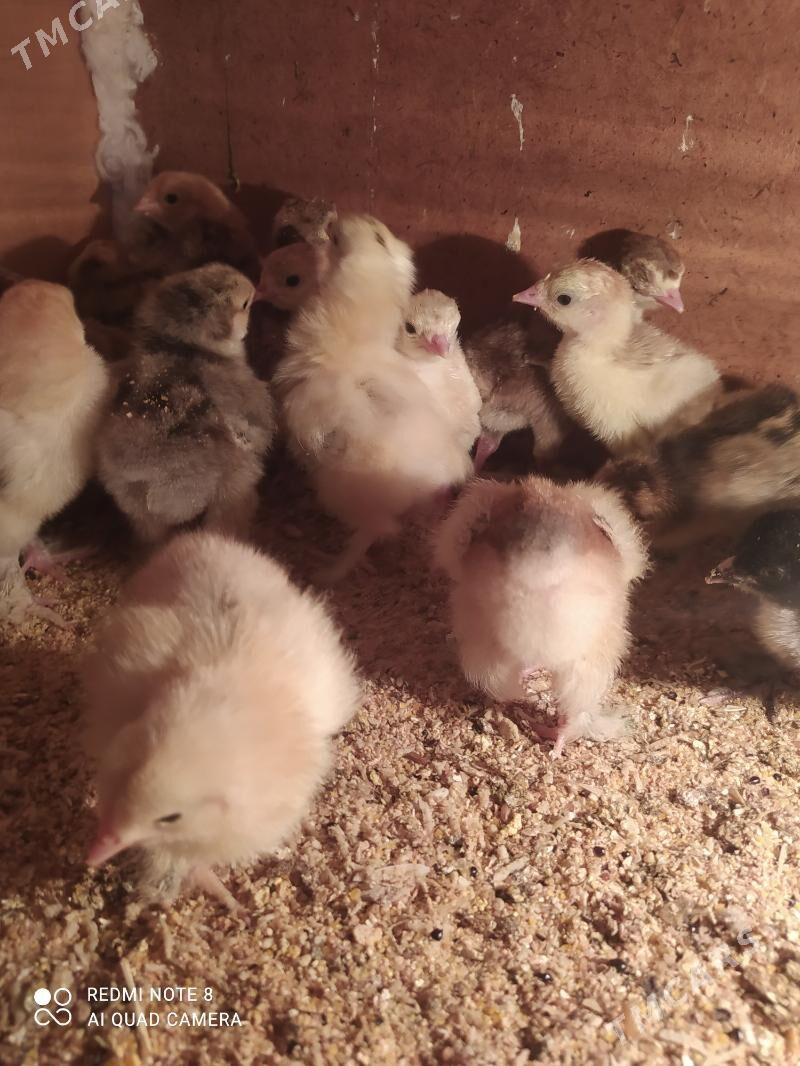 Balgar juyje - Гаудан "В" - img 3