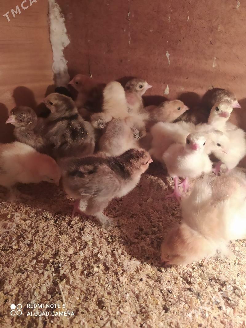 Balgar juyje - Гаудан "В" - img 2