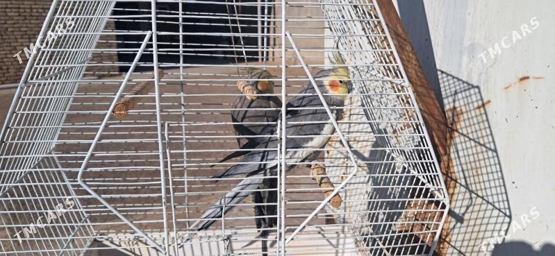 Попугайчики - Байрамали - img 2