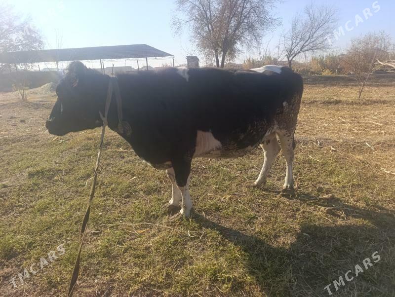 Golesteyn - Dänew - img 5