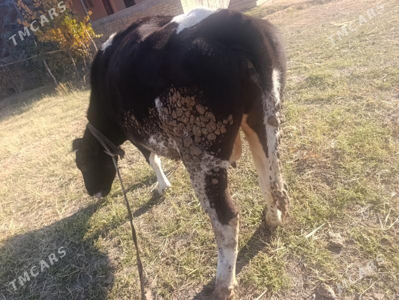 Golesteyn - Dänew - img 4