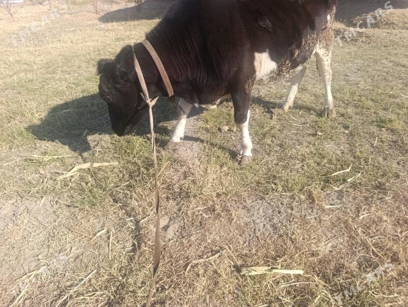 Golesteyn - Dänew - img 2