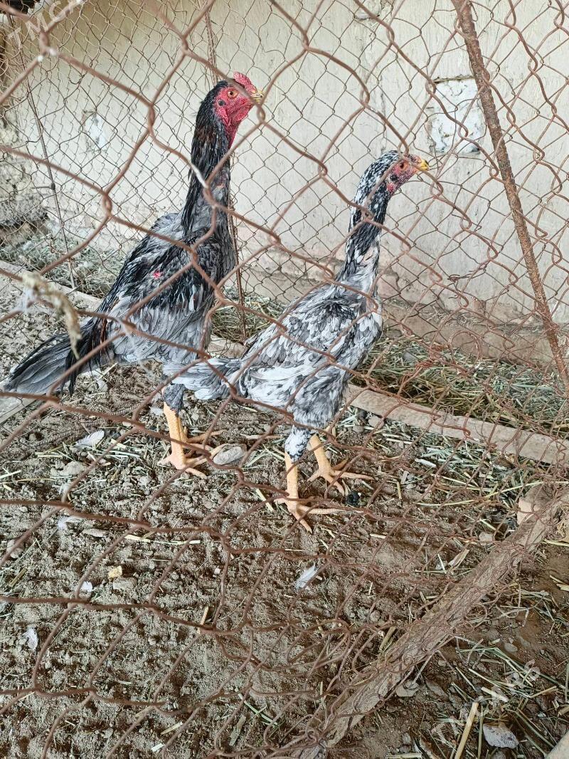 baysy towuk - Türkmengala - img 2