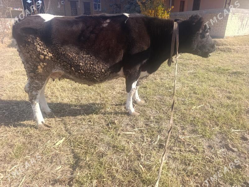 Golesteyn - Dänew - img 3