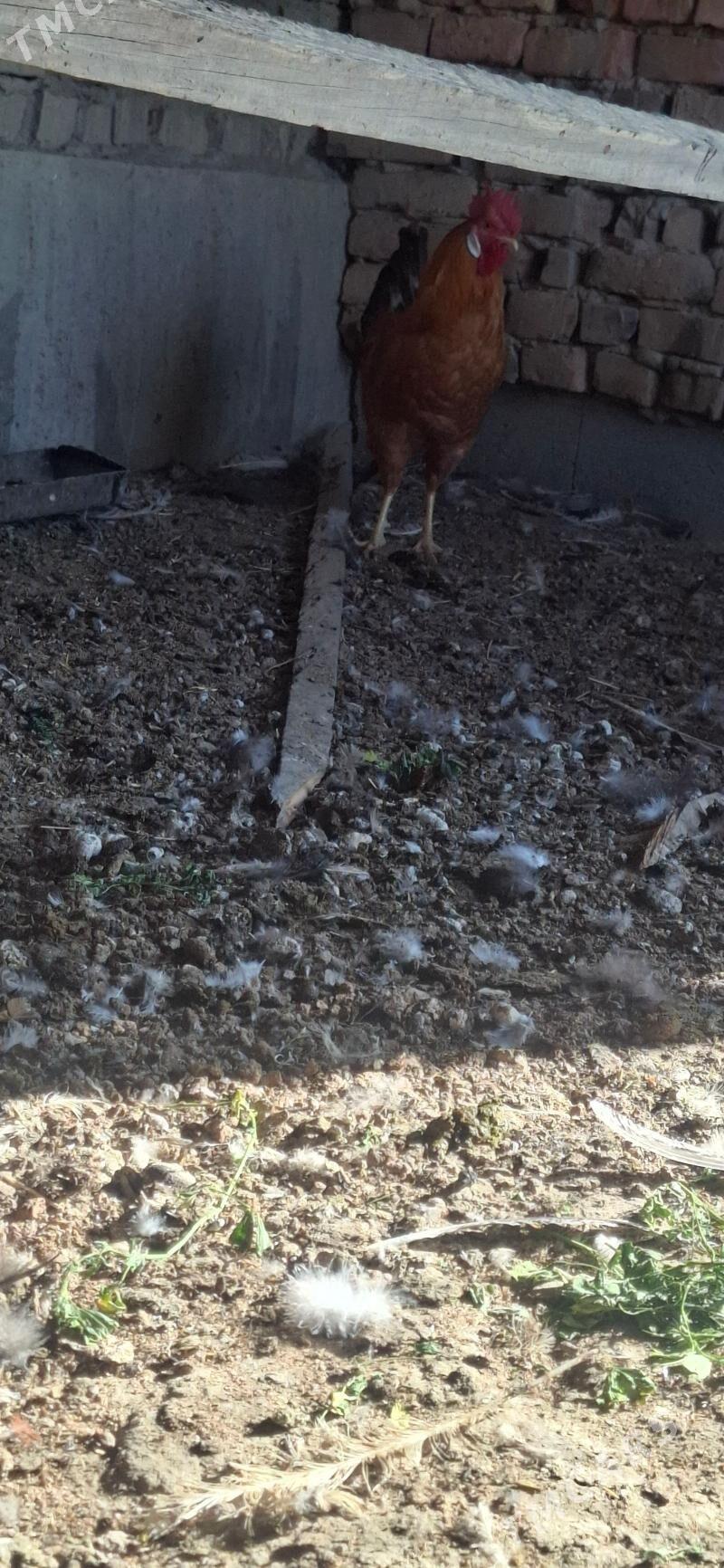 Horaz - Bäherden - img 2