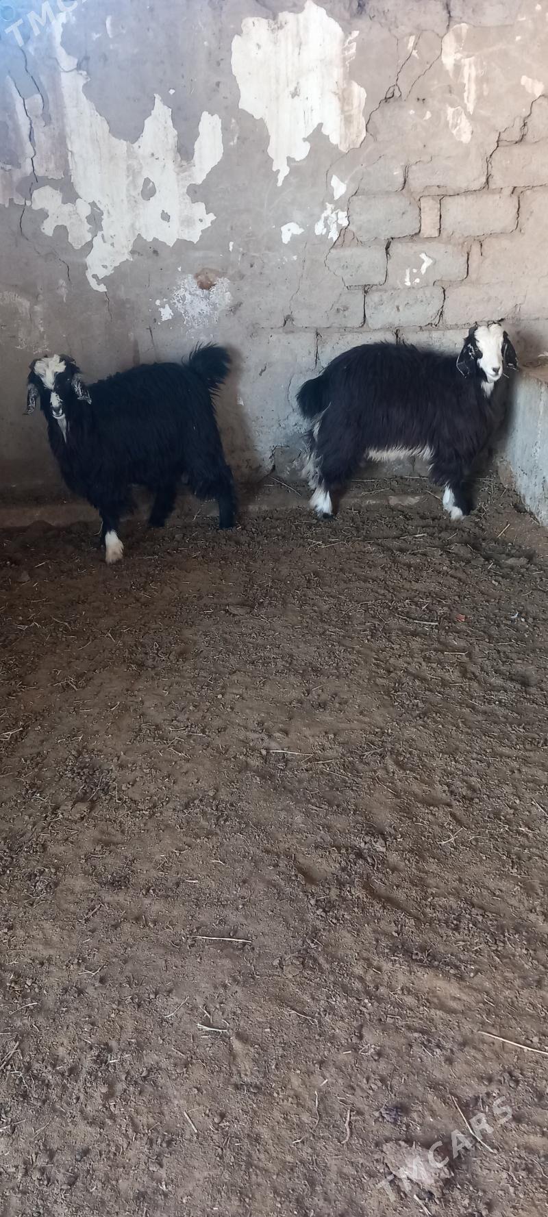 ÇEWIS - Гарадамак - img 1