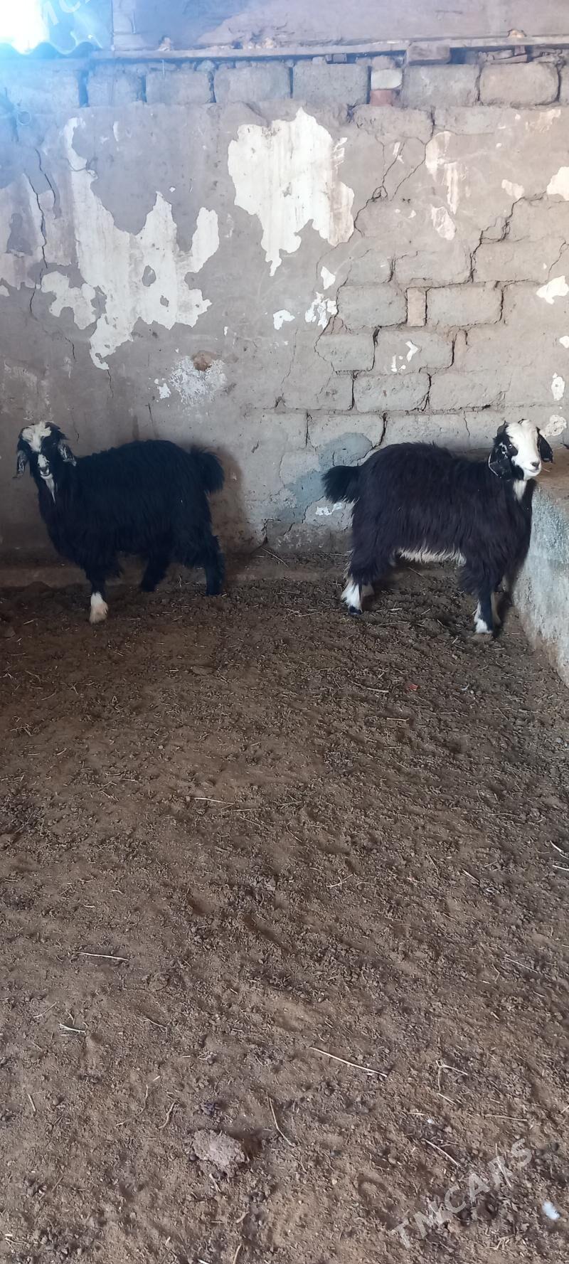 ÇEWIS - Гарадамак - img 2