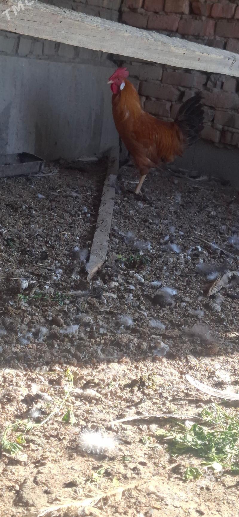 Horaz - Bäherden - img 1