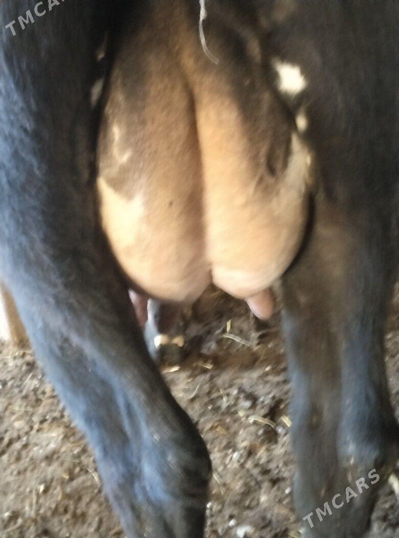 голели сыгыр - Çärjew - img 4