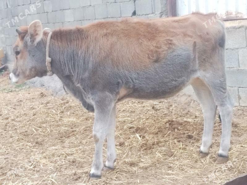 Tüwe 2 - Анев - img 2